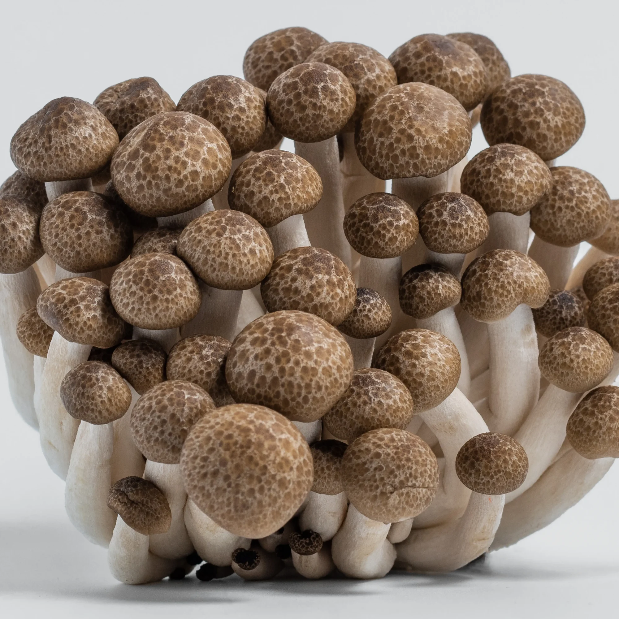 Pholiota-1