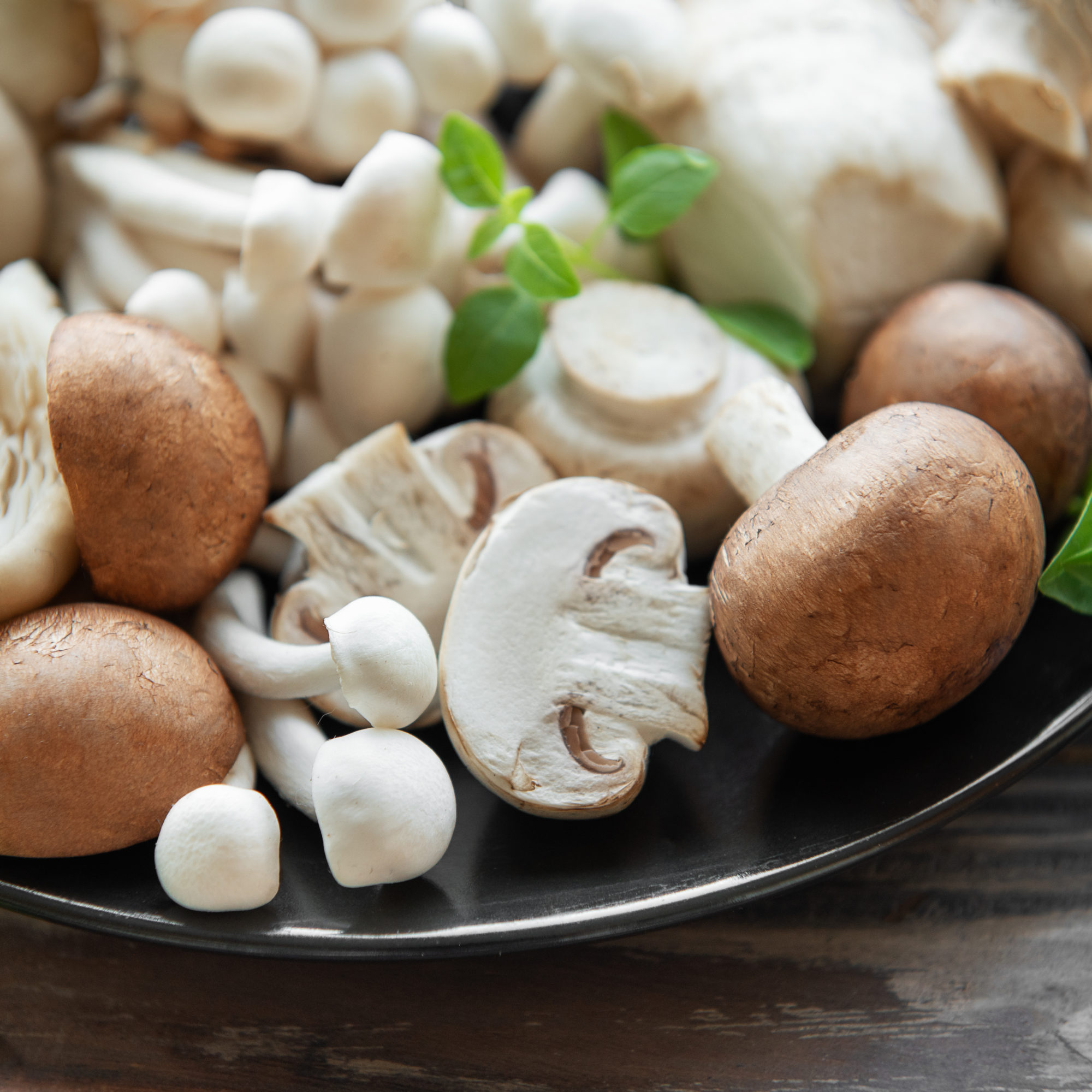 Assortment of various mushrooms