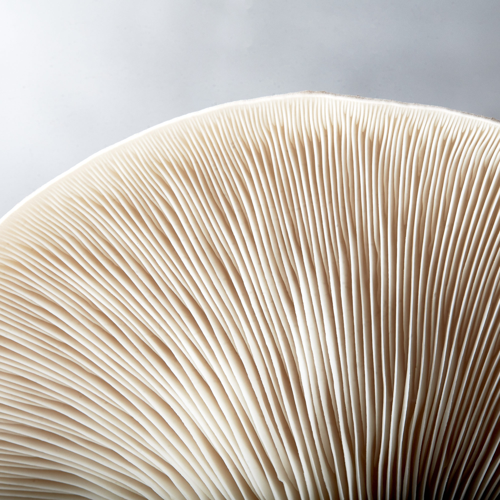 Bristol,United Kingdom,Close up of gills of oyster mushroom (Pleurotus ostreatus)