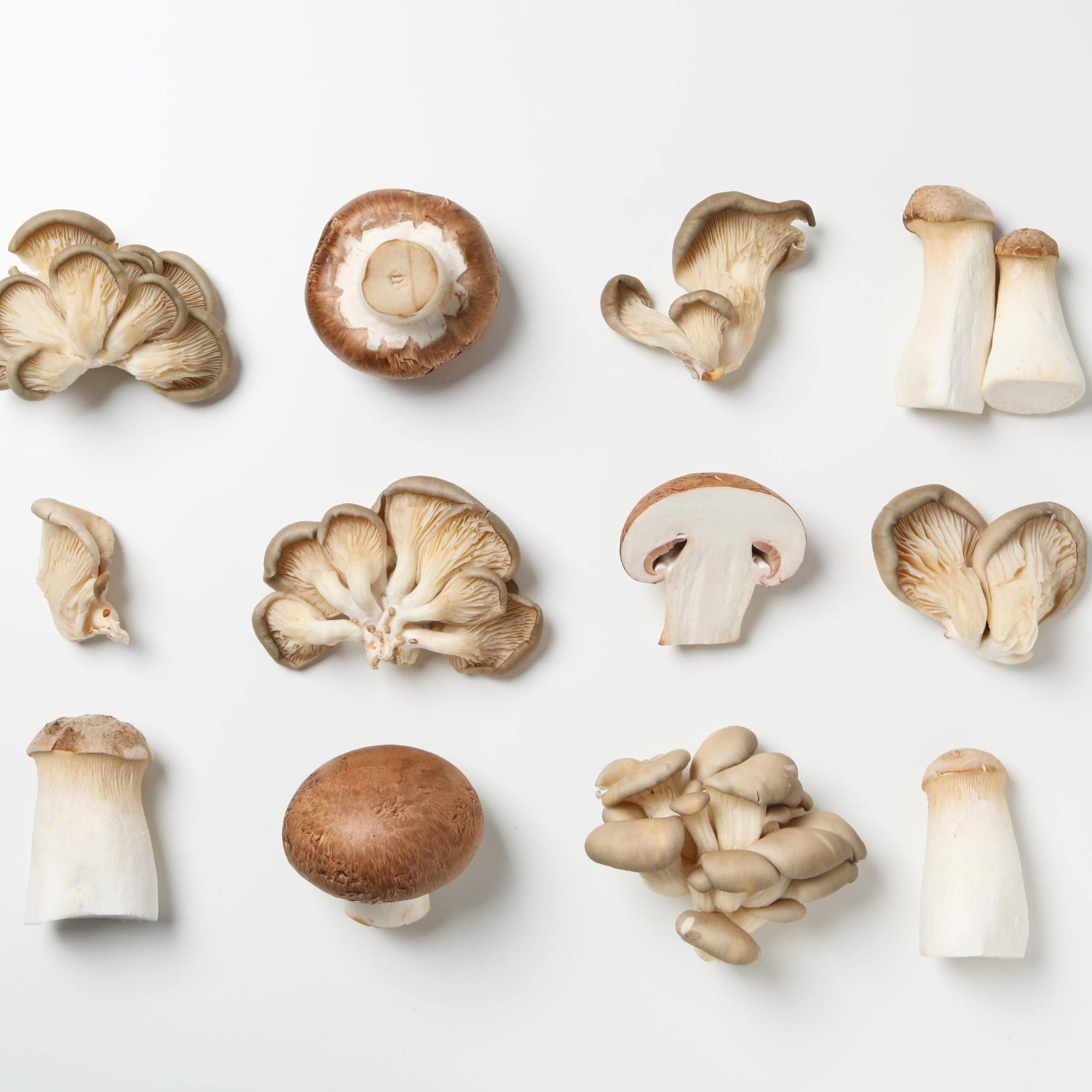 Mushrooms, concept of autumn food, autumn harvest