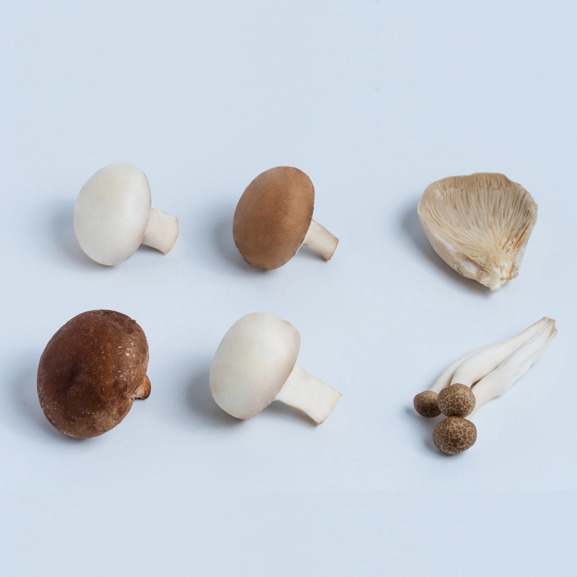all-mushroom-together-4