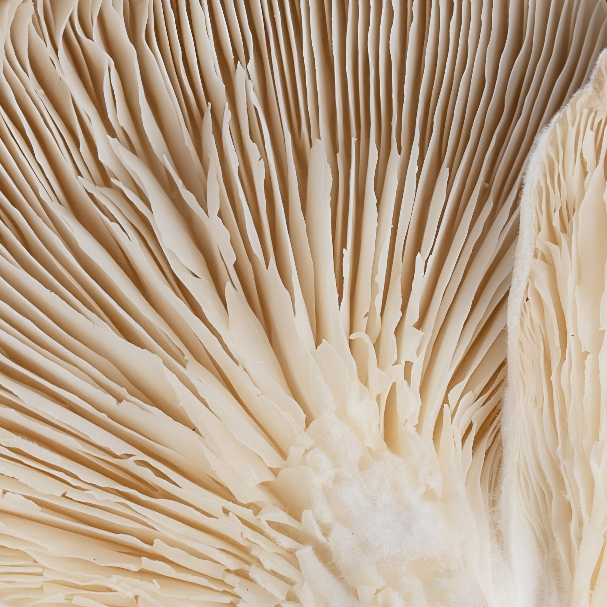 oyster -1