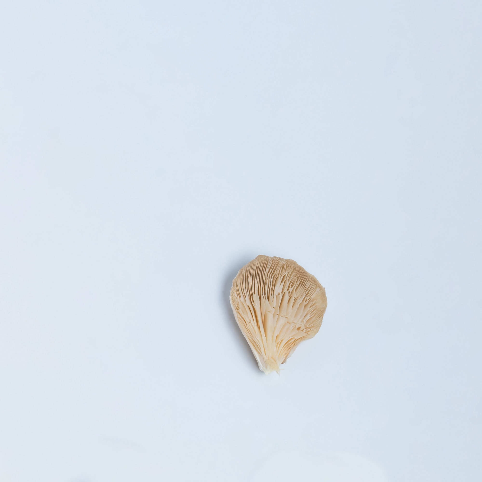 oyster -2