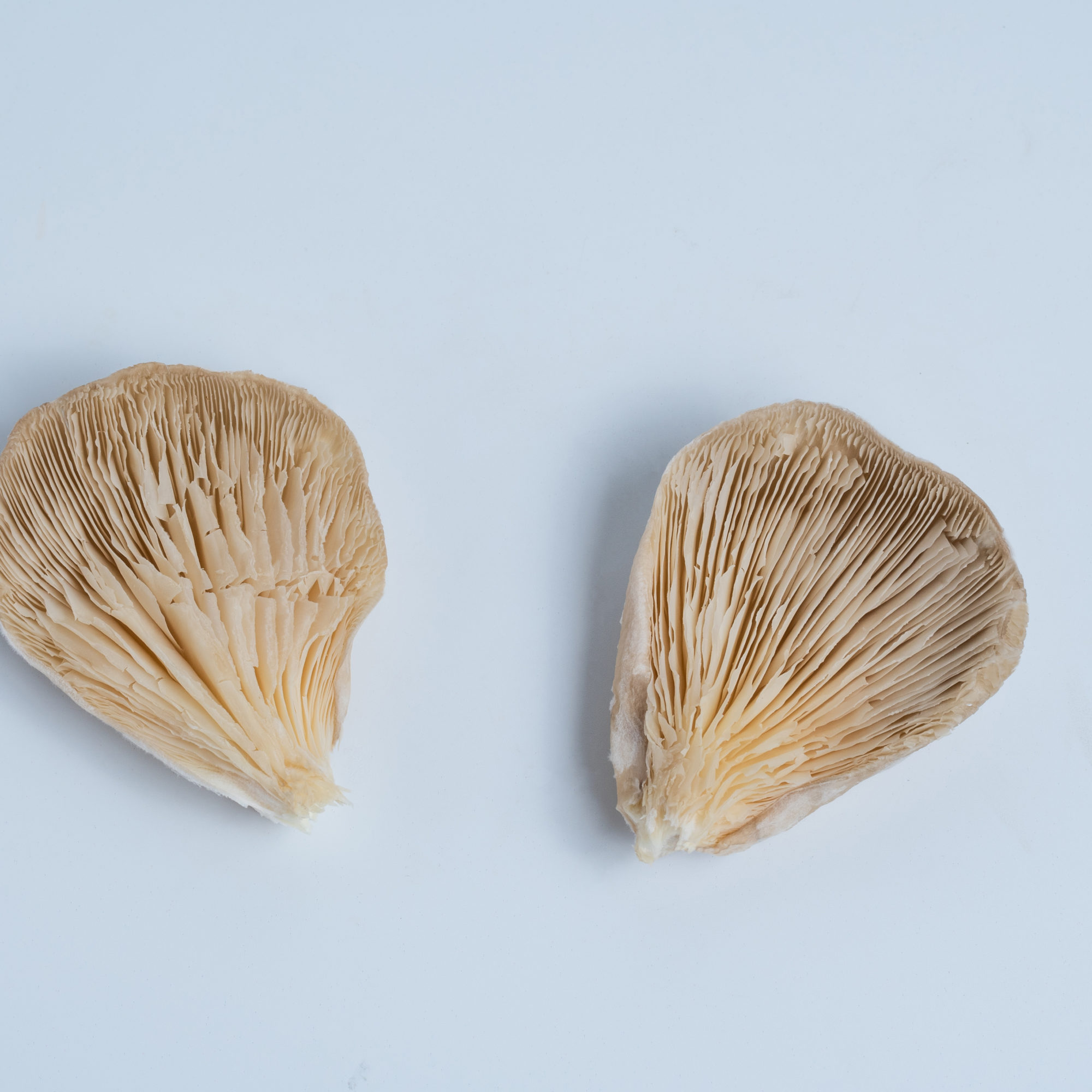 oyster-3