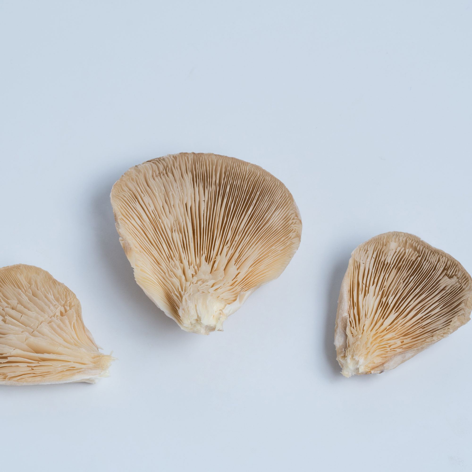 oyster-4