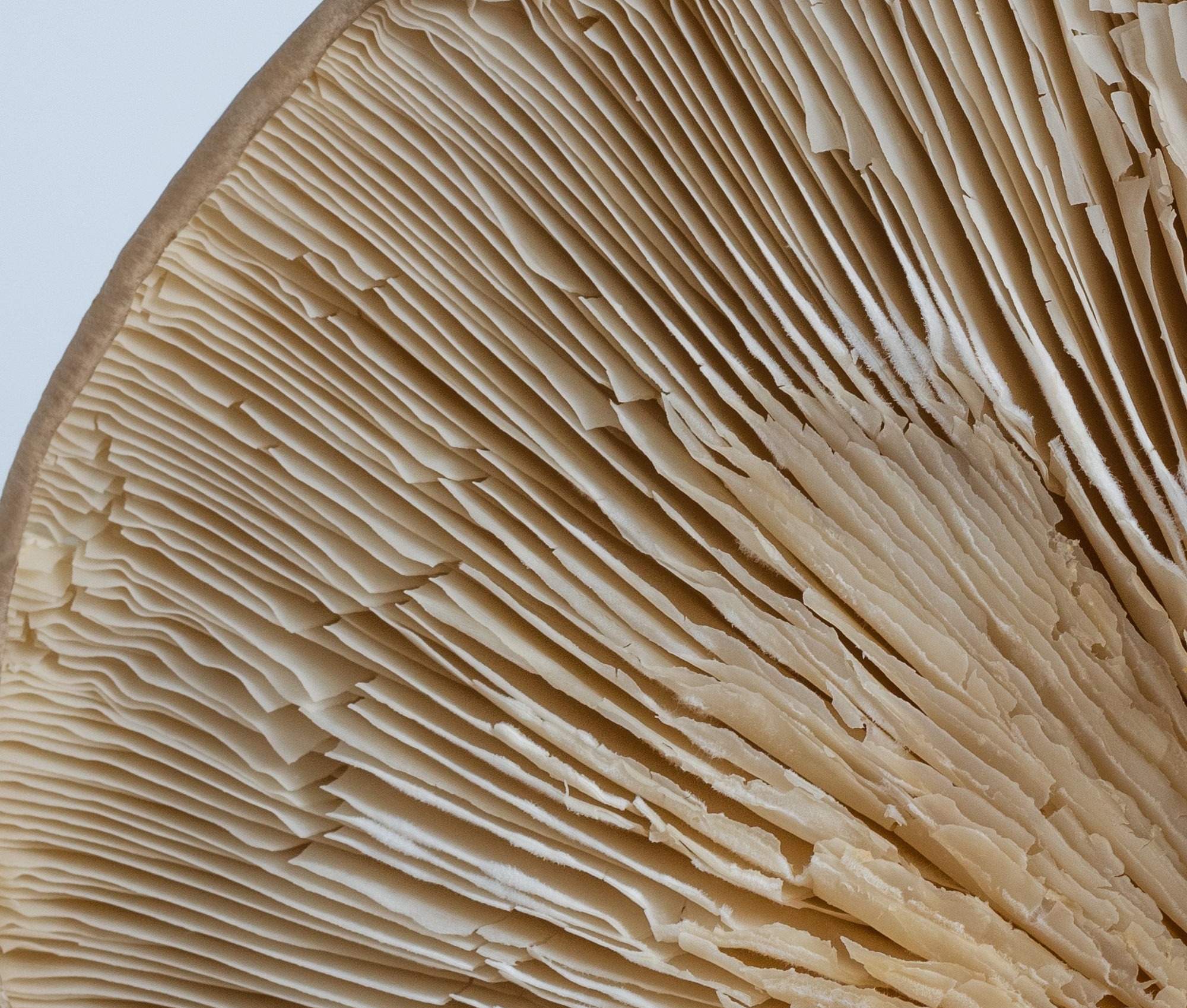 oyster-5