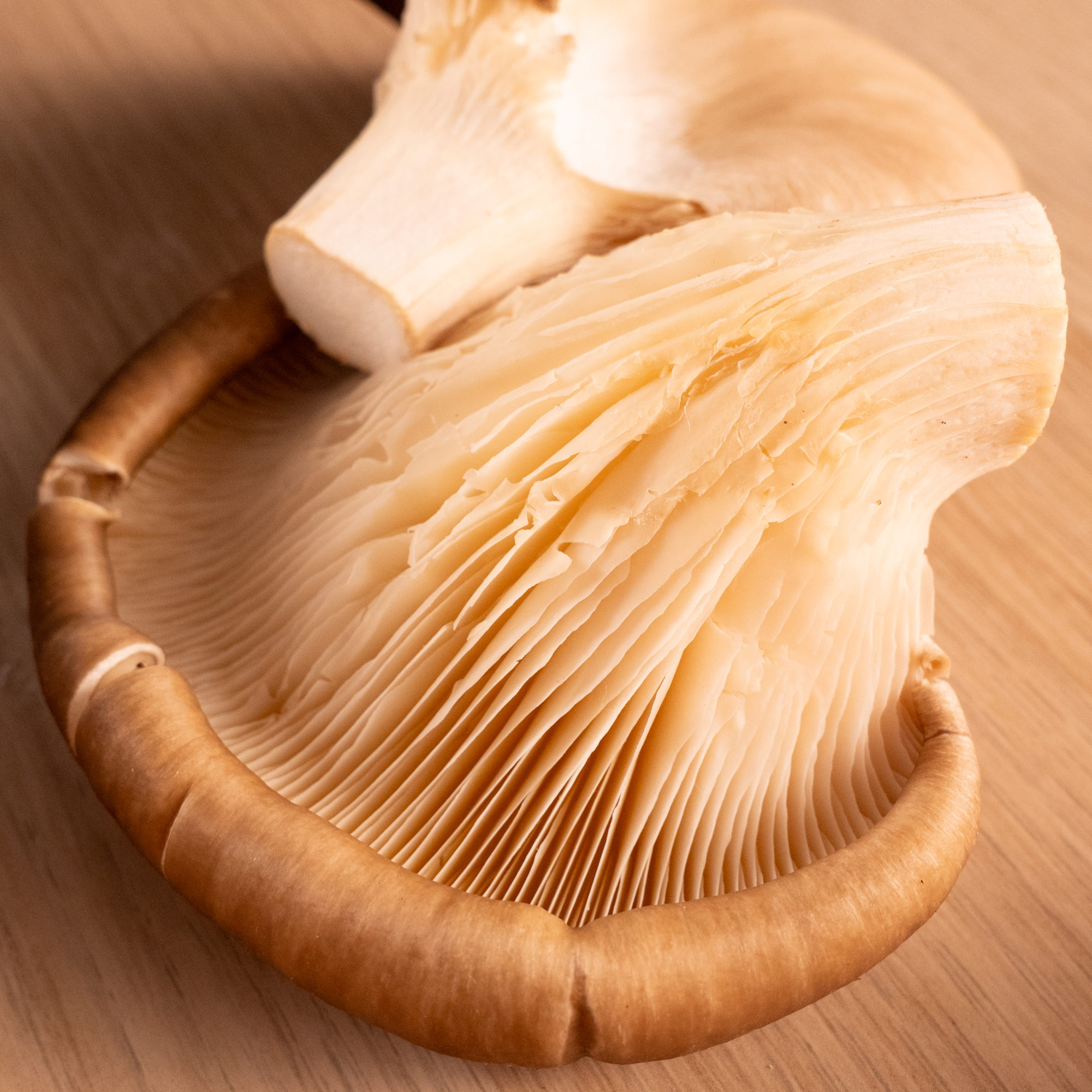 Oyster mushroom on a kitchen counter