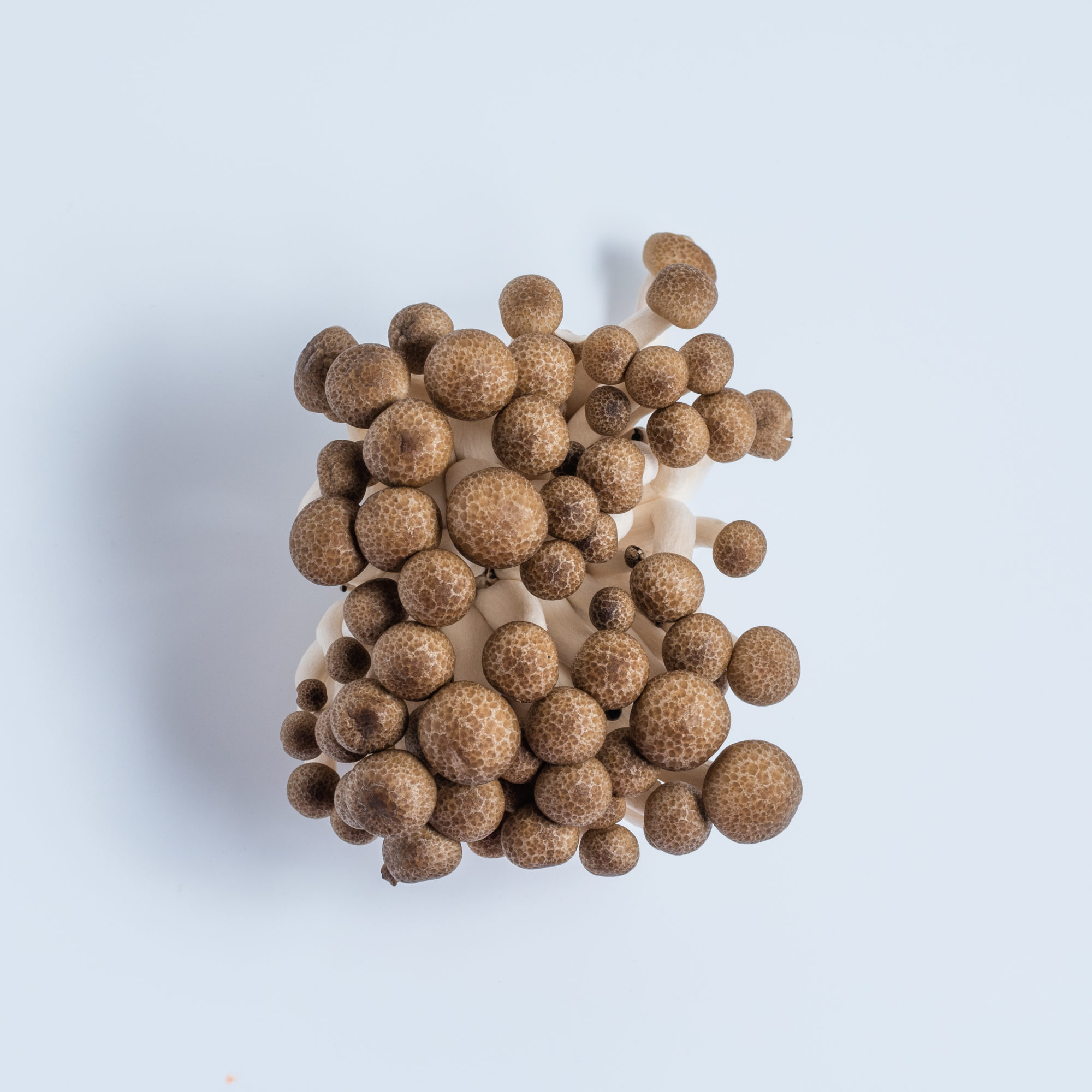 Pholiota-1