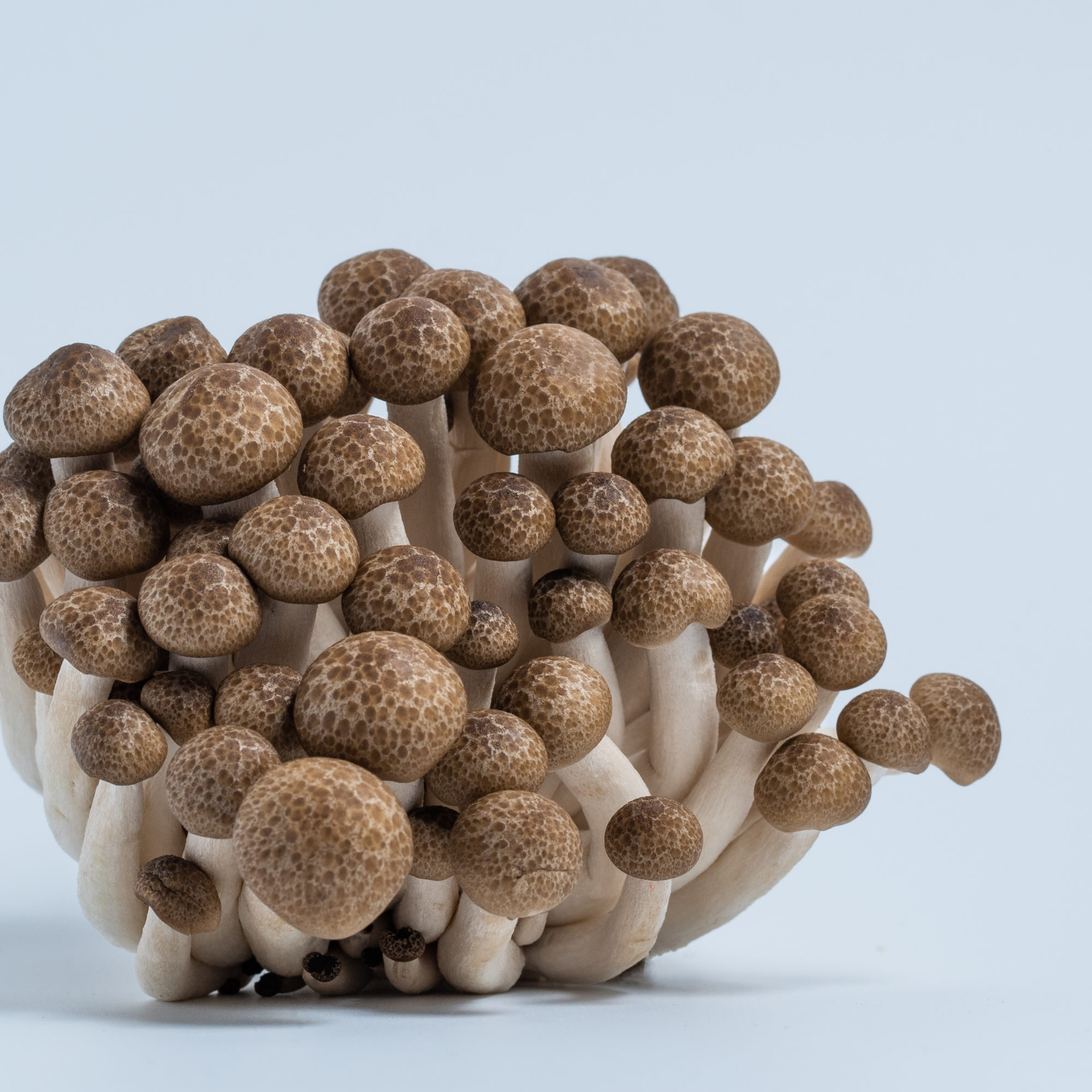 Pholiota-2