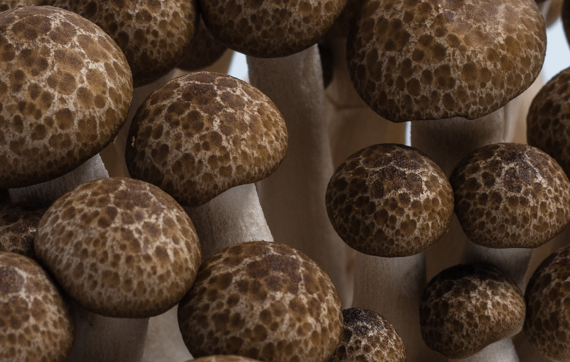 Pholiota-3