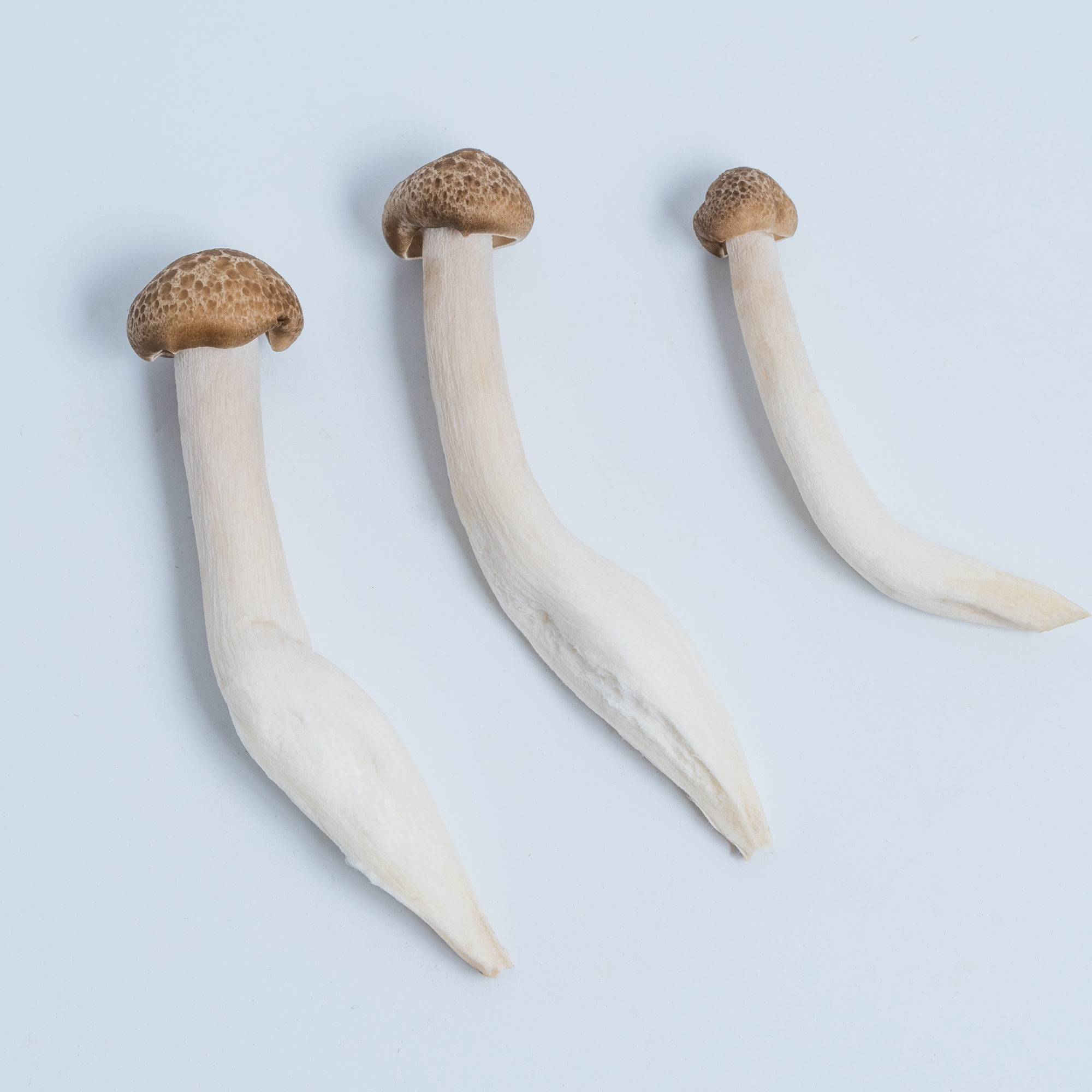 Pholiota-4 ok