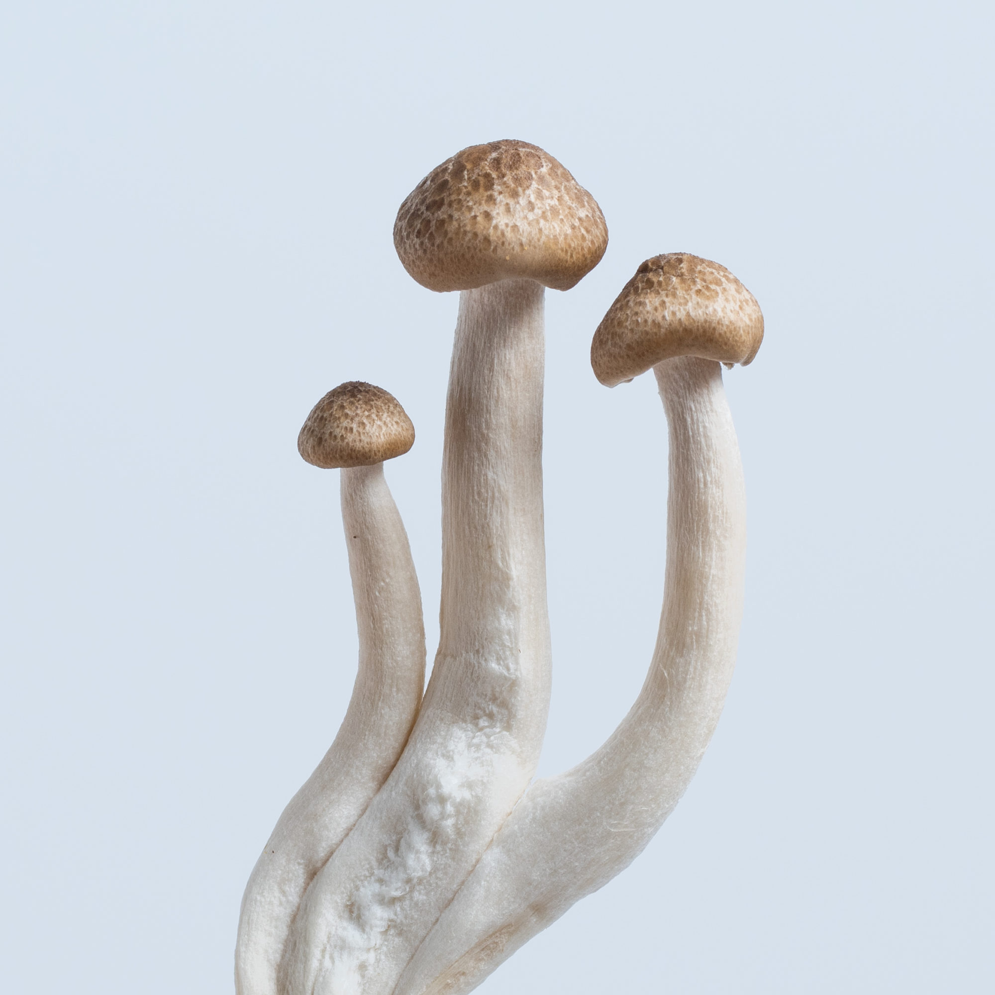 Pholiota-5