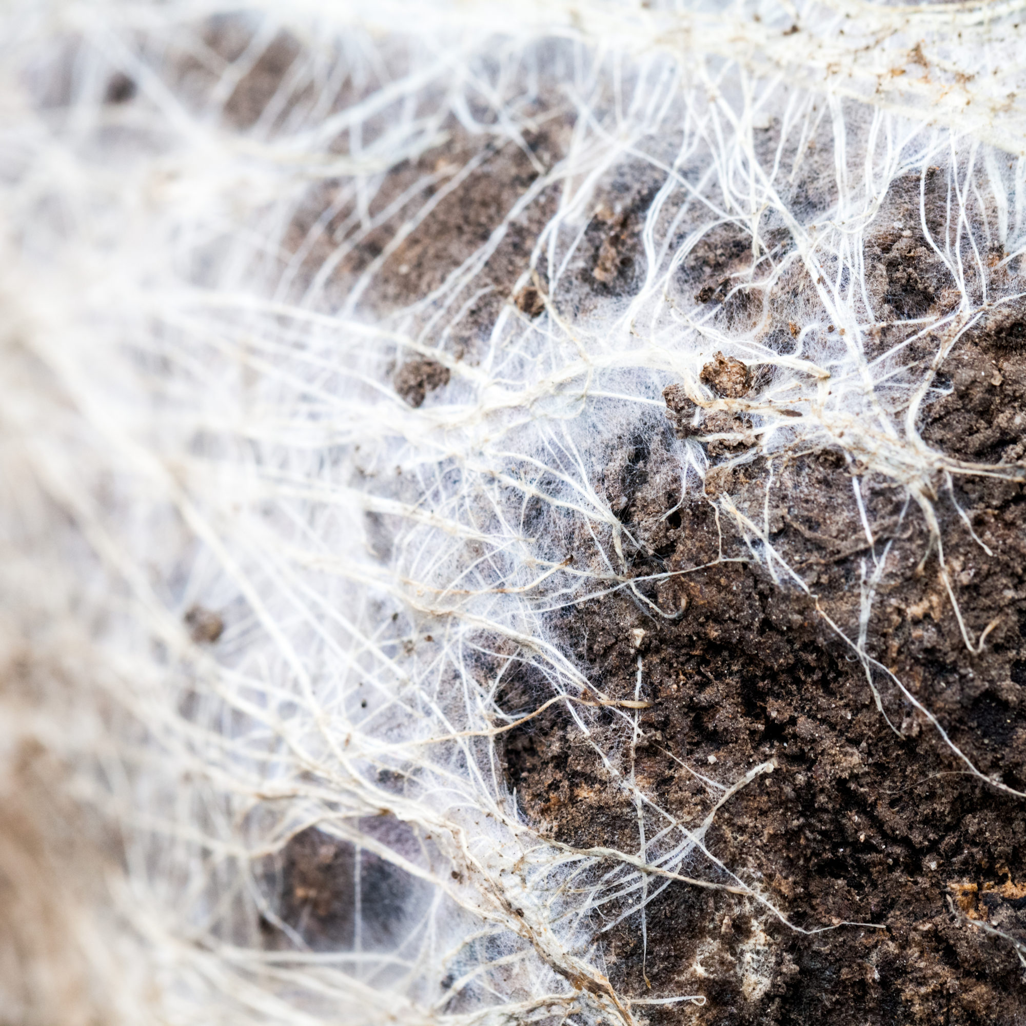 abstract-composition-with-white-roots-on-soil-2025-10-11-18-45-05-utc