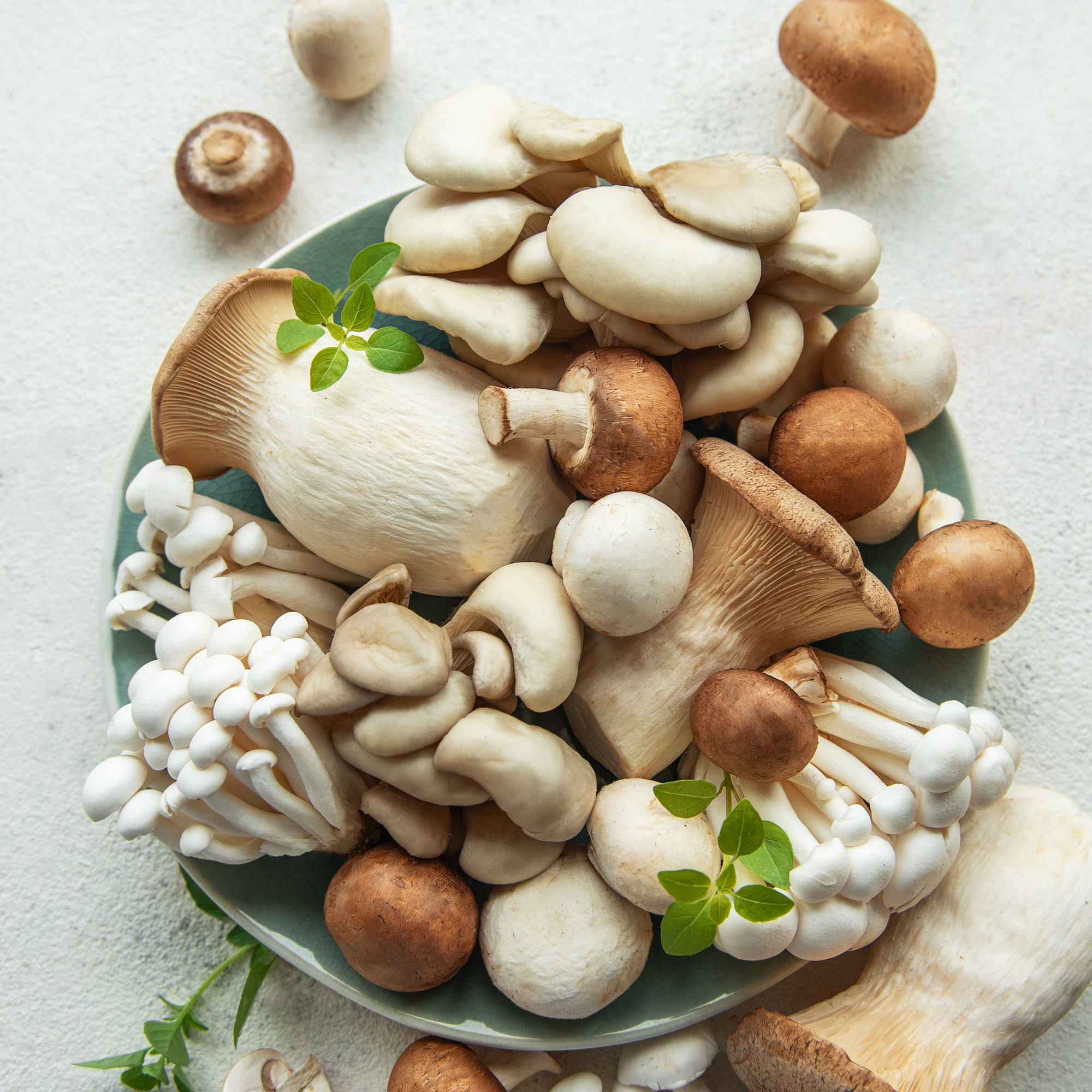 Assortment of various raw mushrooms on gray concrete background
