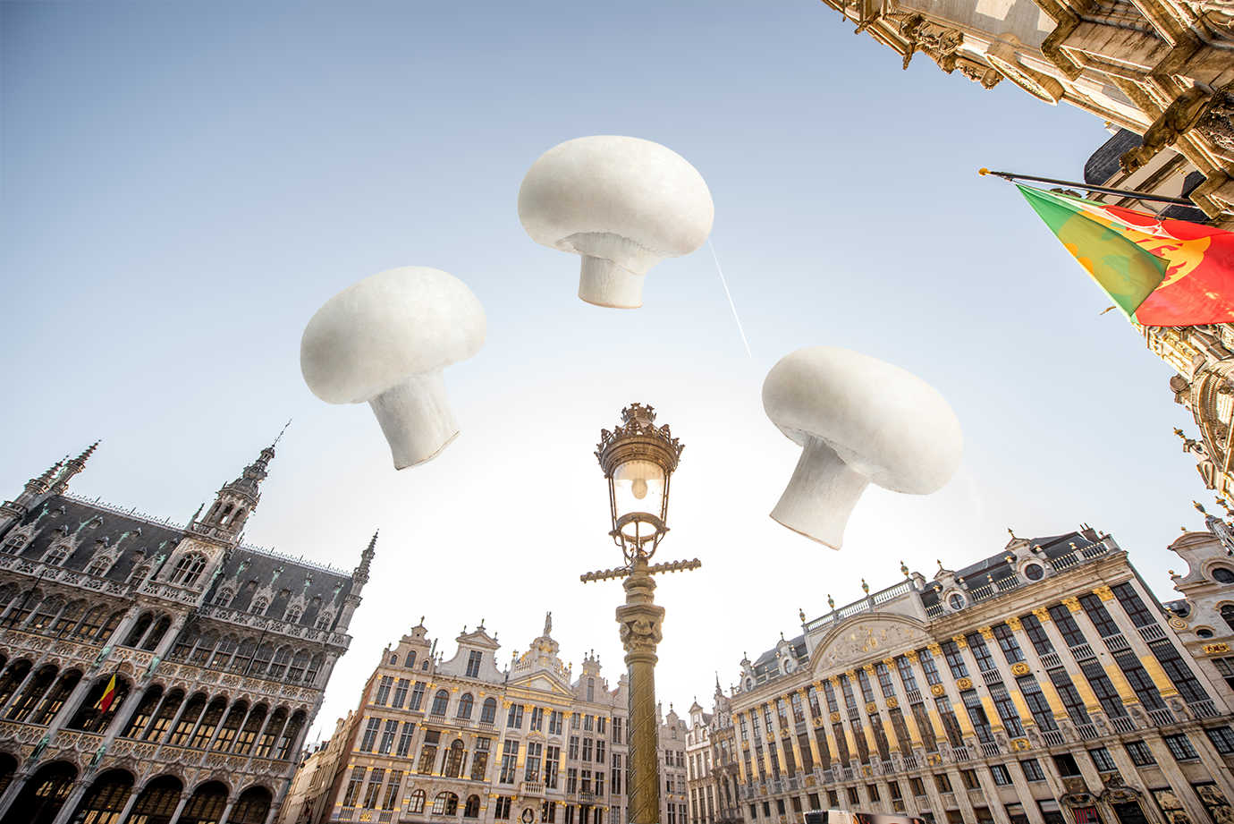 Belgium mushroom production