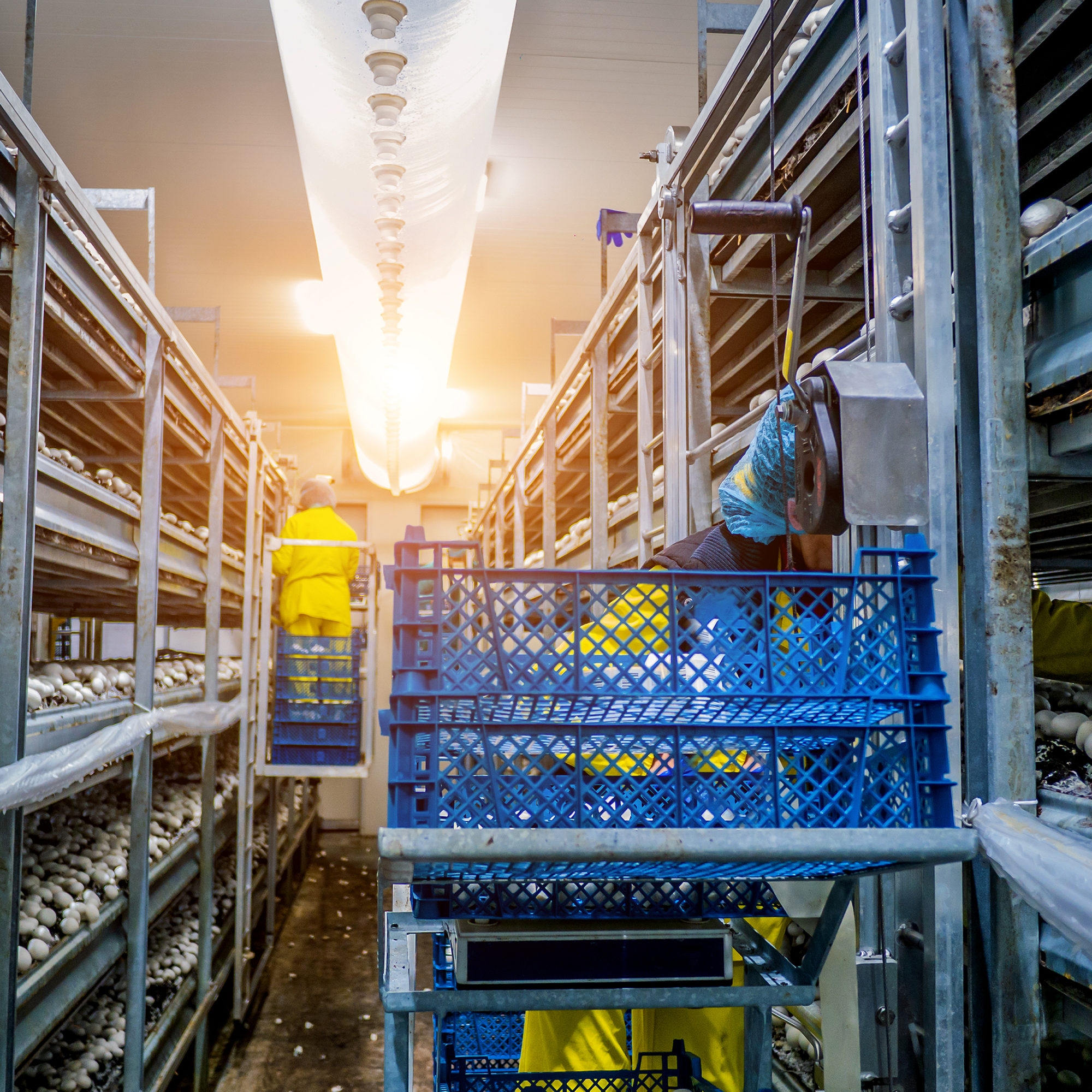 modern-industrial-cultivation-of-white-mushrooms-i-2025-10-16-08-48-55-utc