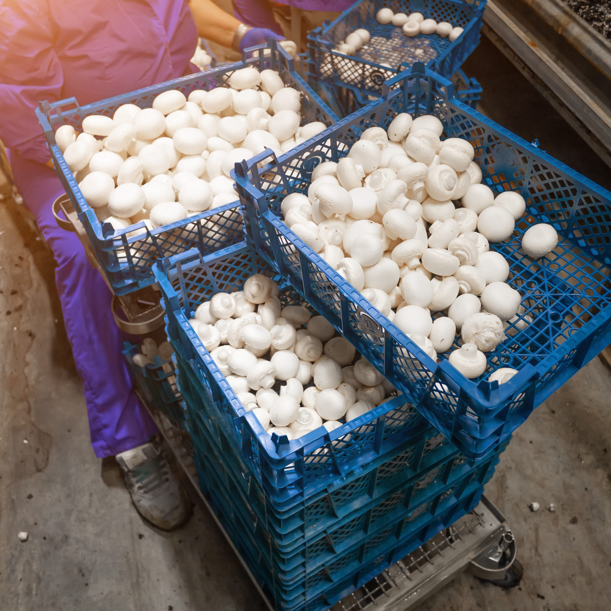 modern-industrial-cultivation-of-white-mushrooms-i-2025-10-16-09-52-05-utc