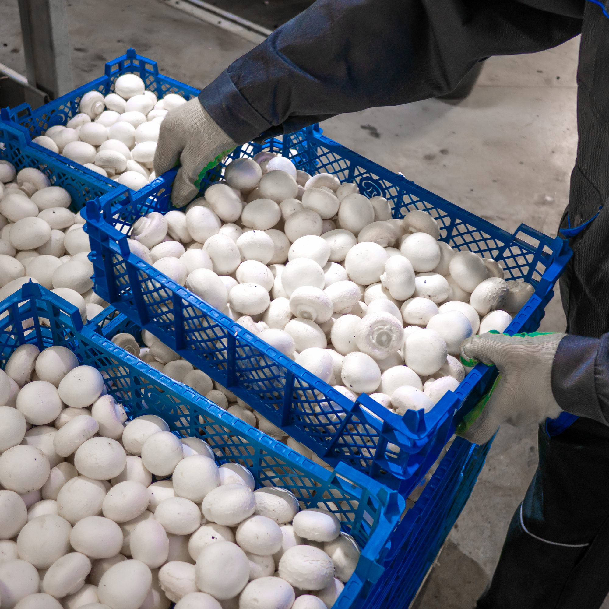 modern-industrial-cultivation-of-white-mushrooms-i-2025-10-16-18-46-35-utc