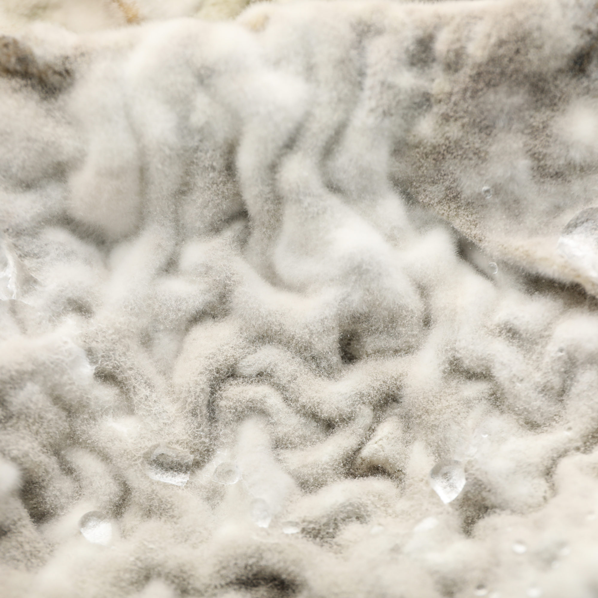 Mold, fungus on food close-up, dangerous to health.