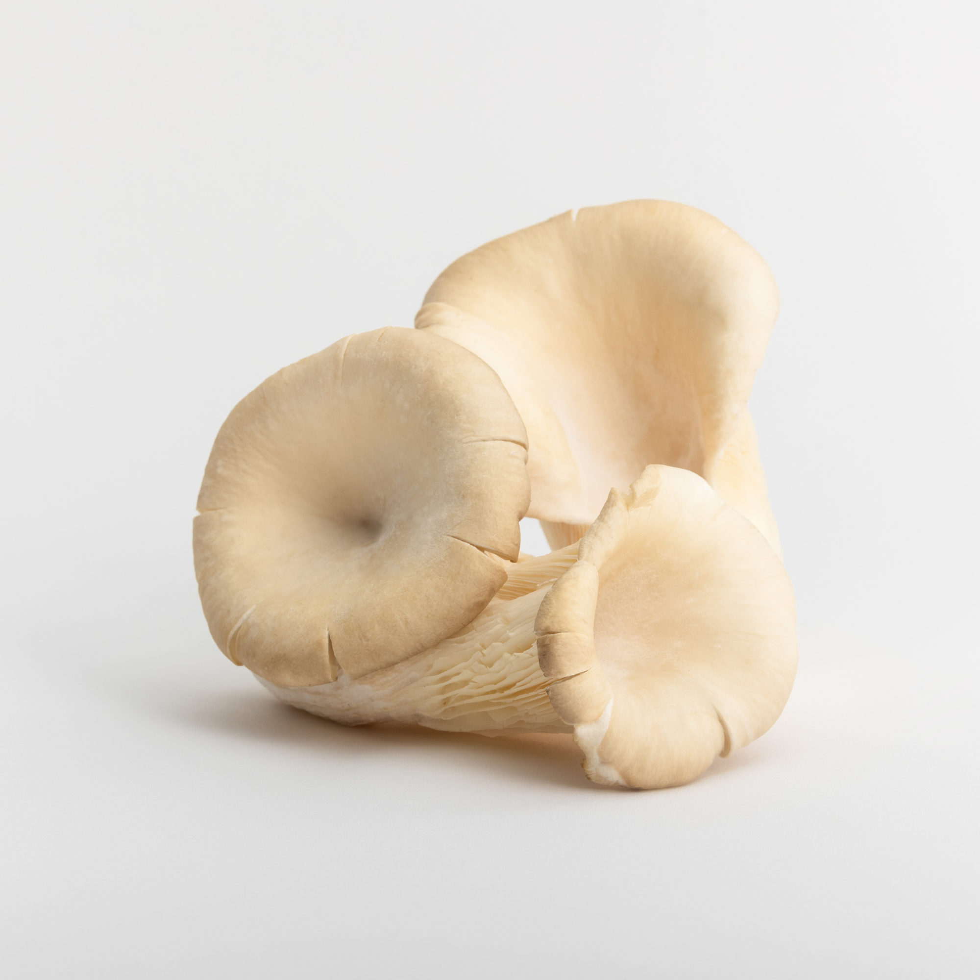 MUSHROOM PACKSHOT DEF V3-16