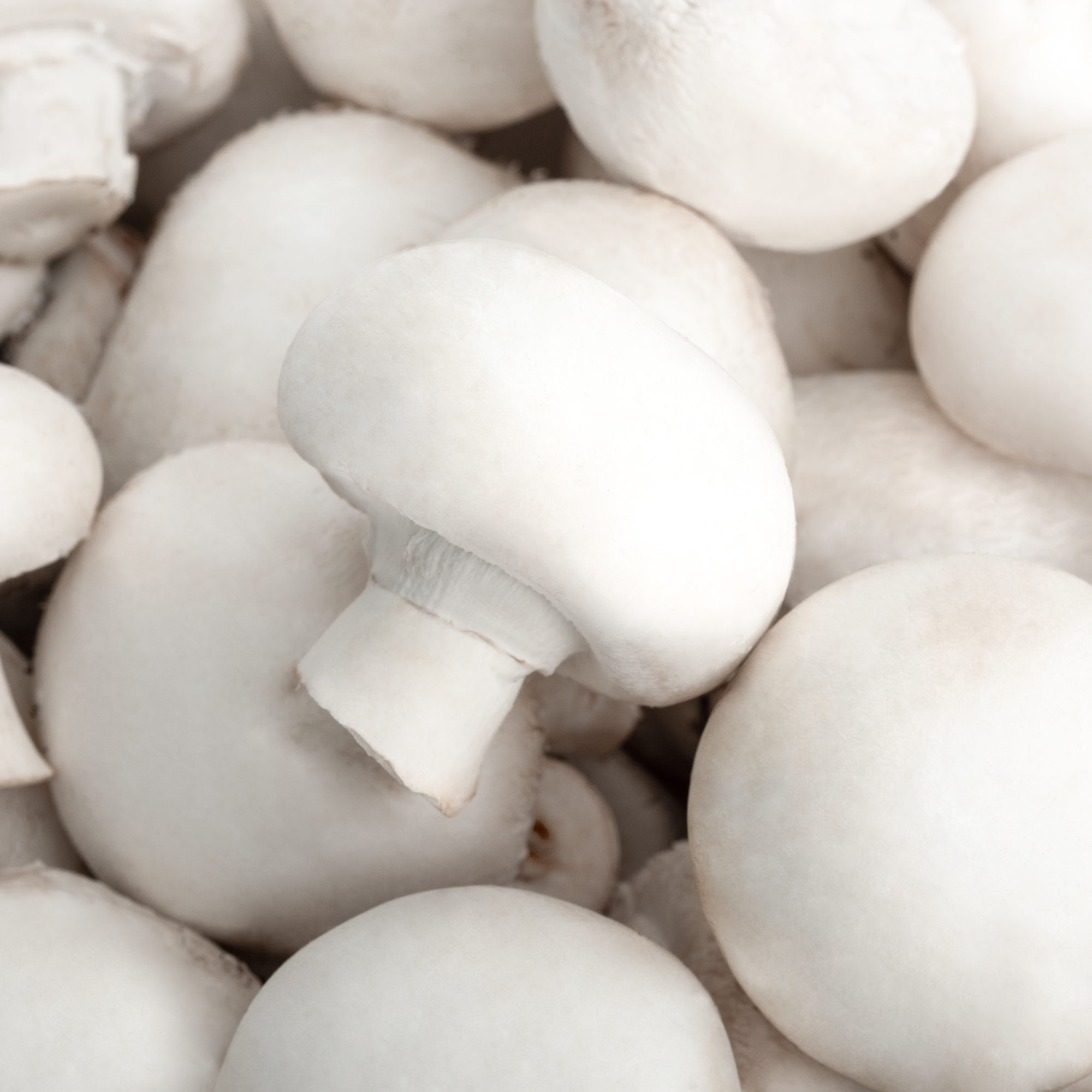 MUSHROOM PACKSHOT DEF V3-6