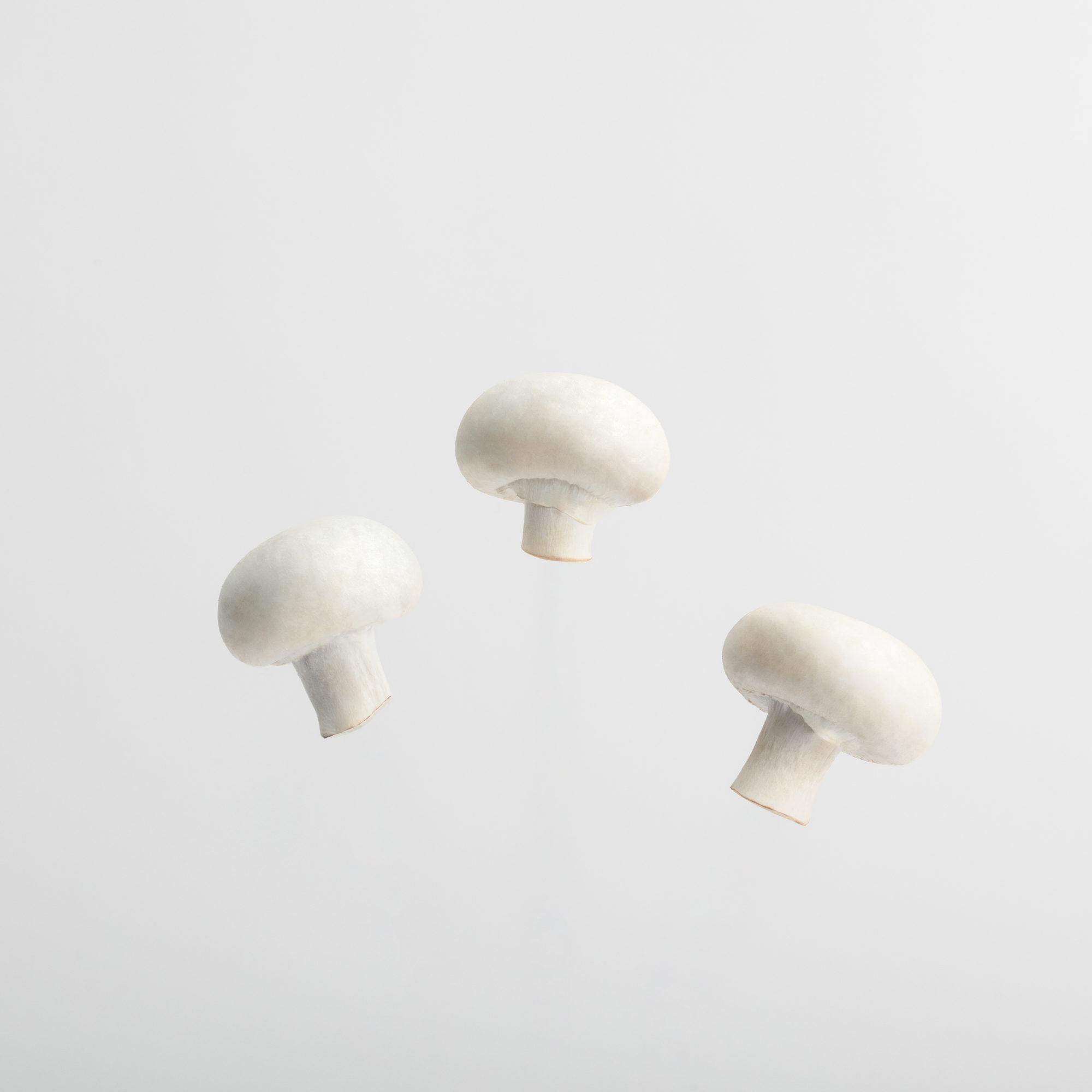 MUSHROOM PACKSHOT DEF V3-7
